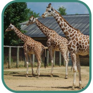 ZSL London Zoo animal enclosure and wildlife exhibits in Regent’s Park